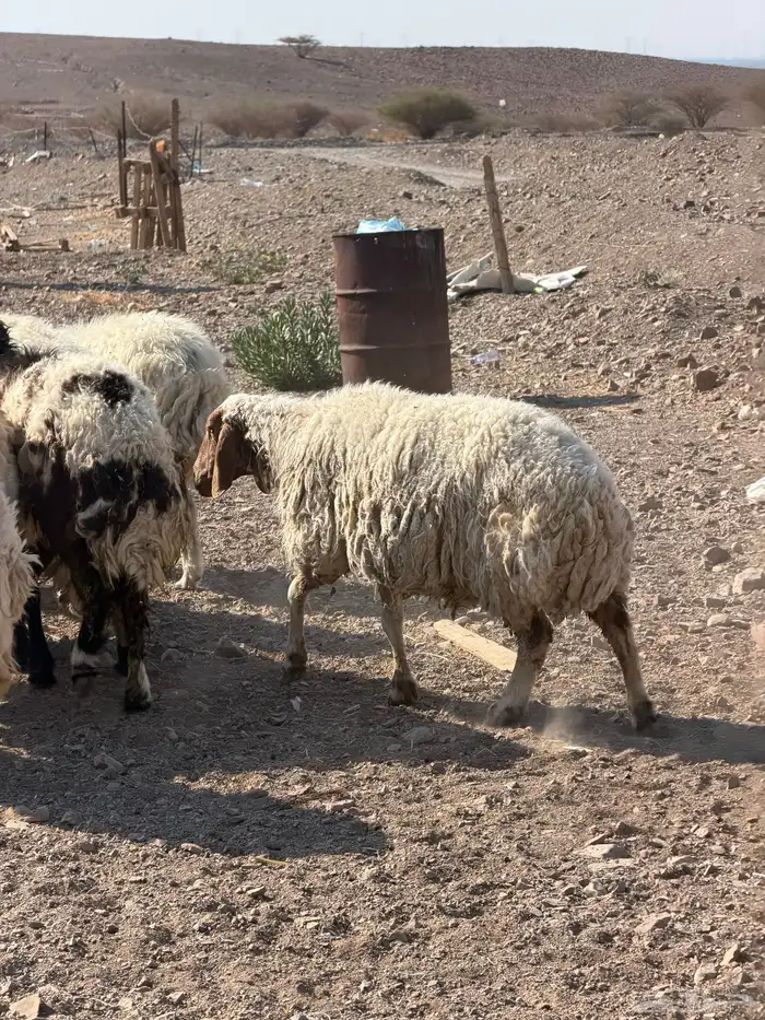 ضان نعيم دفيع بفحلها 14