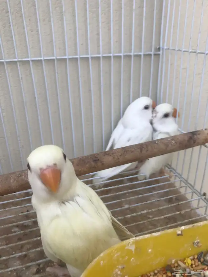 3 فروخ روز عيون حمر بعمر الشهر توي ساحبها من تحت الازواج 3