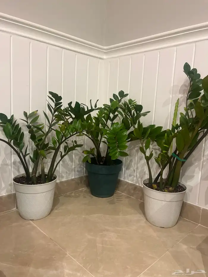 زرعة الزاميا الثلاثة ب خمسمائة ويال 3