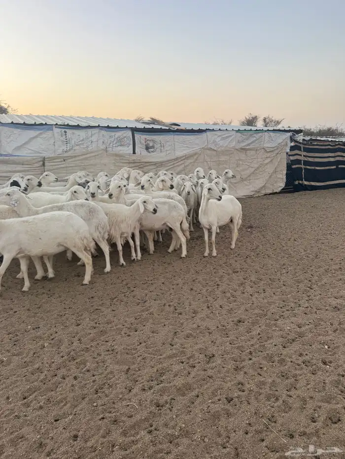 غنم ضان كفو 1