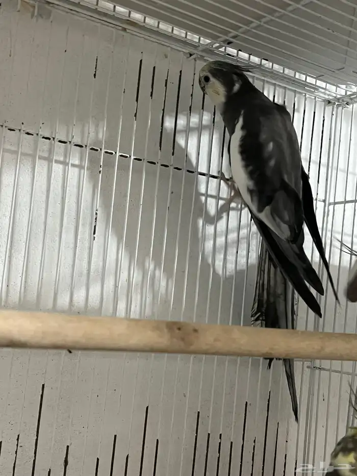 ذكر كروان كريمي فيس 3