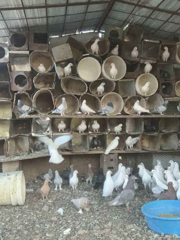 حمام للبيع مشكل فرنسي هندي تركي للبيع 3