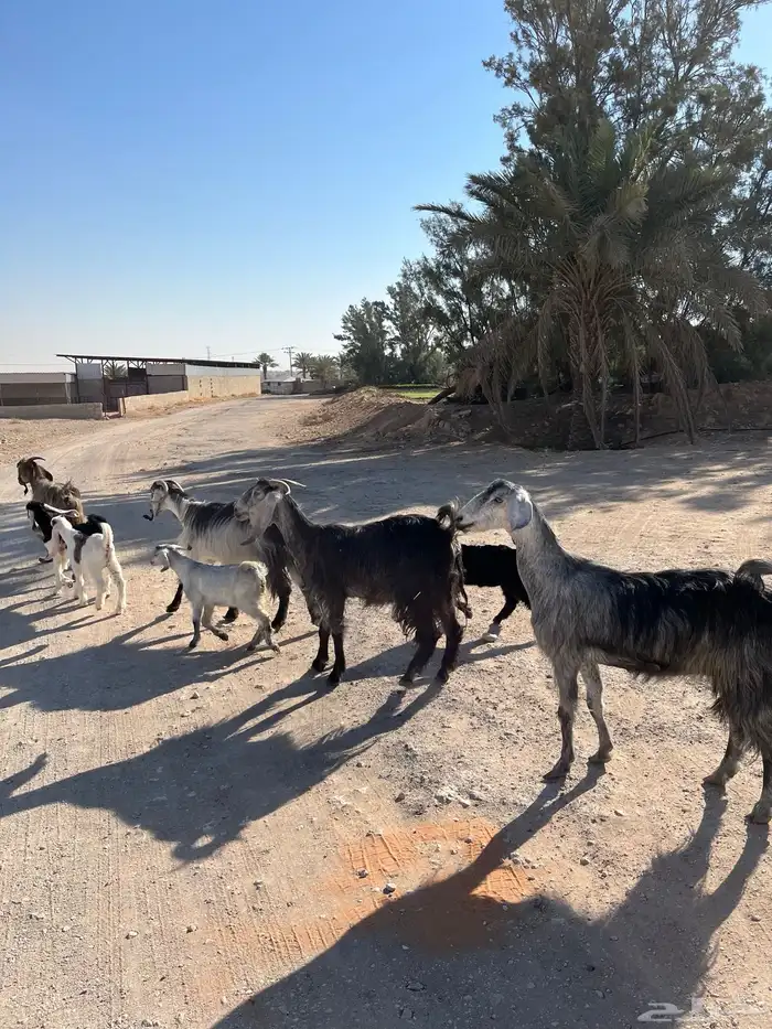 معزا خلفات متابيع مشاريك عوراض شاميه خلفه متبع 6