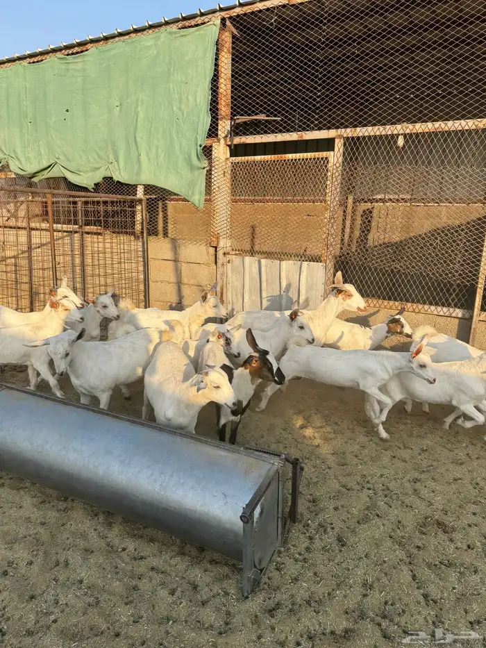 جفار بيشية 0