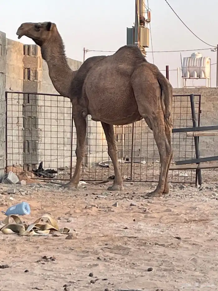 للبيع لقحه صفراء و وضحى وضريبه وضحى 0