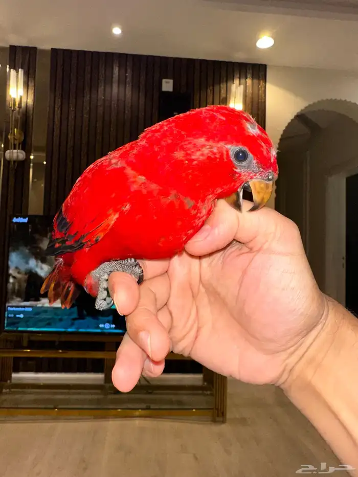 فروخ لوري رد (طافي احجام تب التب)هدد قريب 2