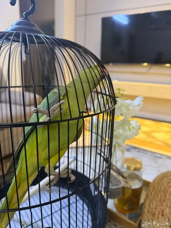 طير دره نظيف وصحته ممتازة للبيع 4