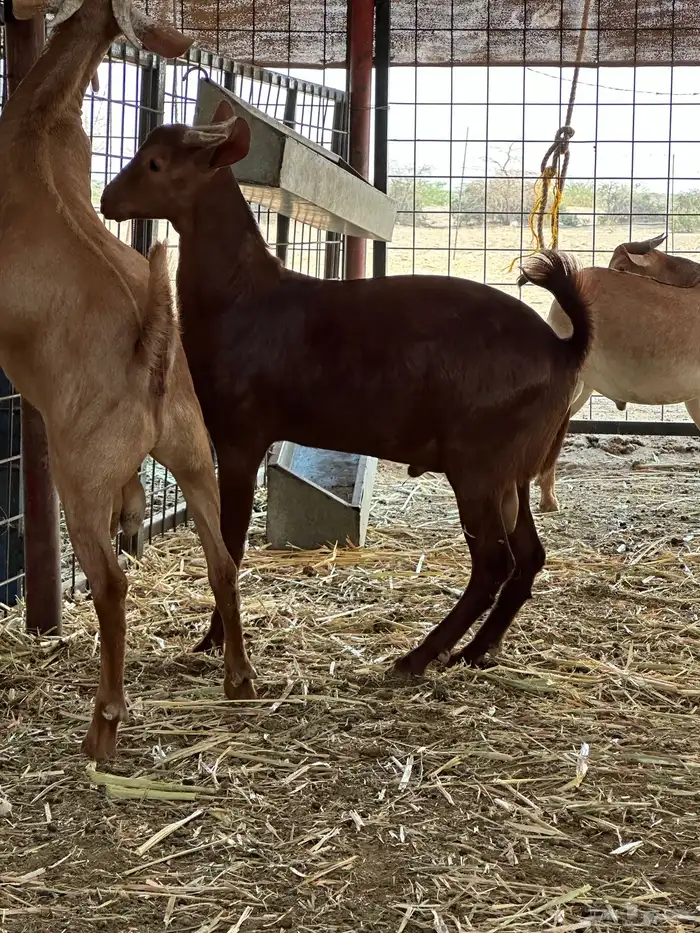 تيوس محايليه 4