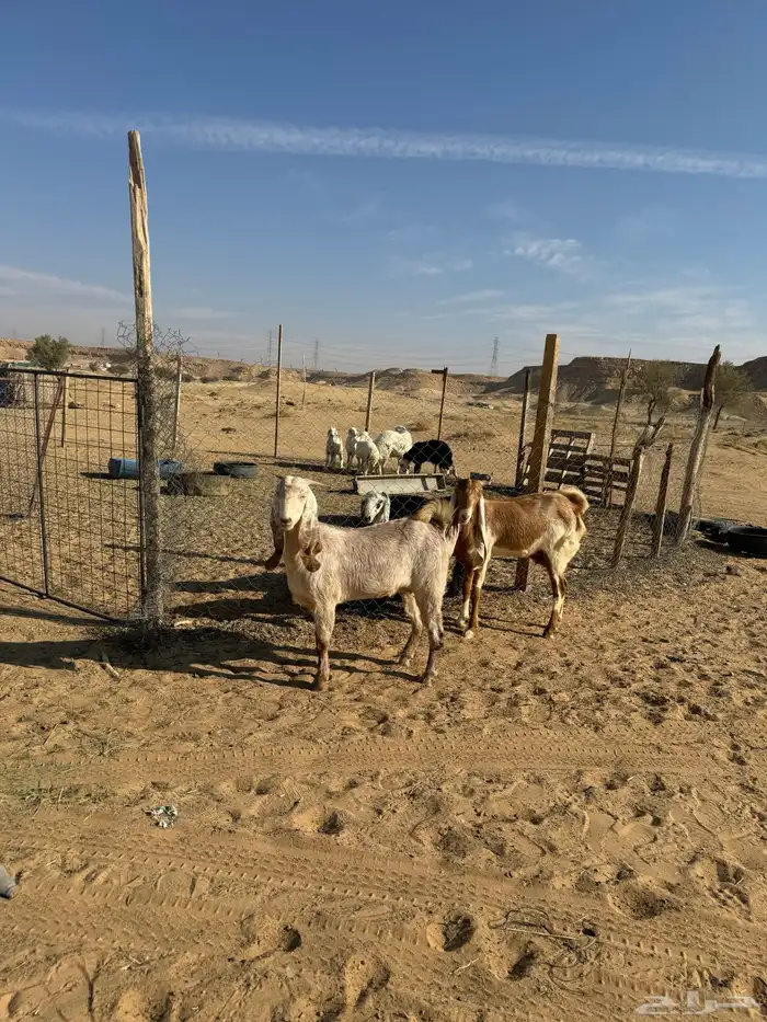 اعرض لكم المعزاء طيبه وحده ثنيه وحده رباع 3