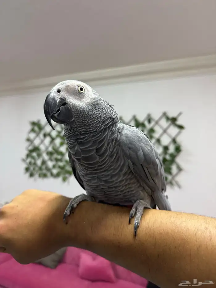 ترويض و فندقة ببغاوات خبرة 11 سنة 2