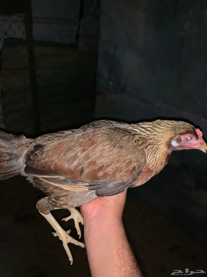 ماشآءالله 2