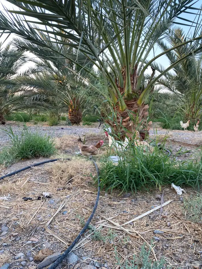 دجاج بلدي بياض 0