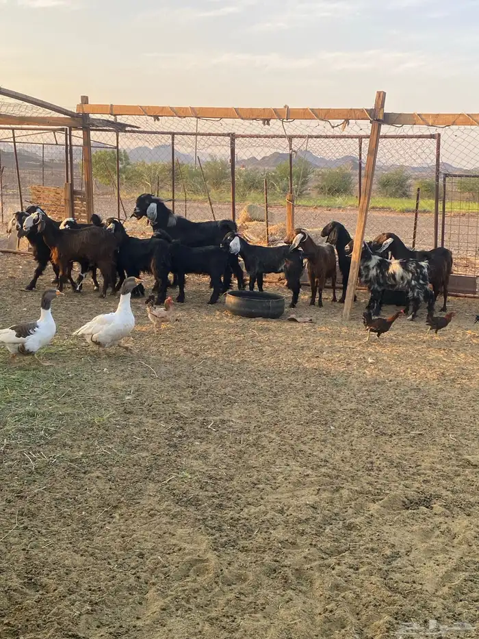 معزا هجين بفحلها 1