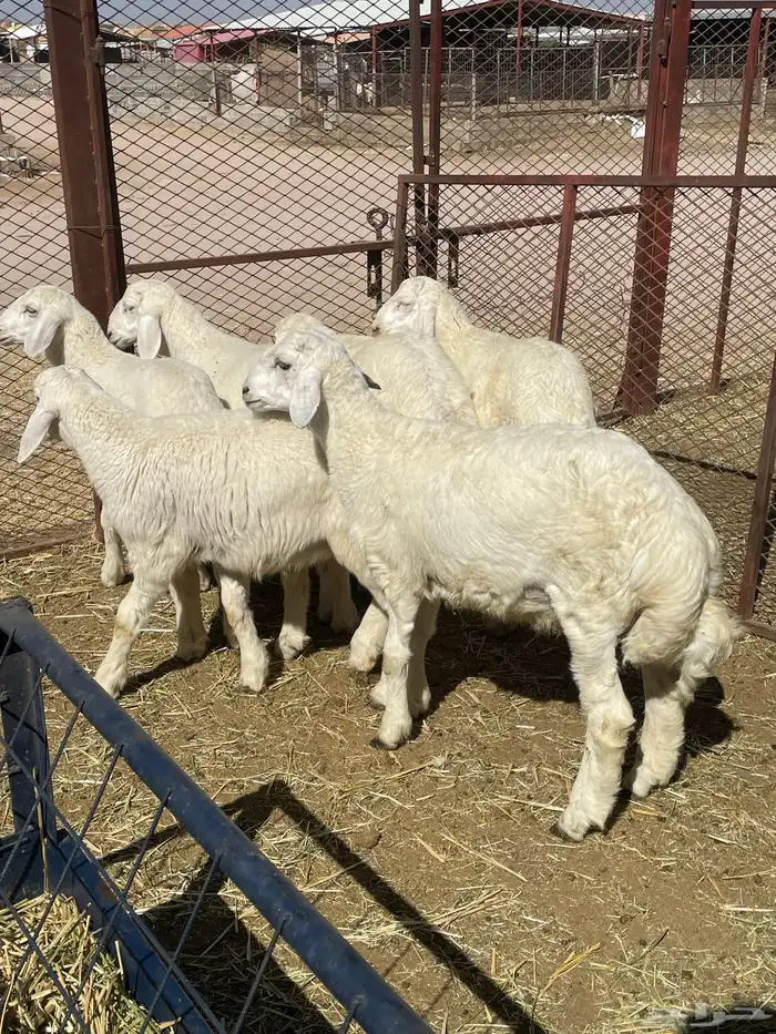 بهم حري وتيوس 11