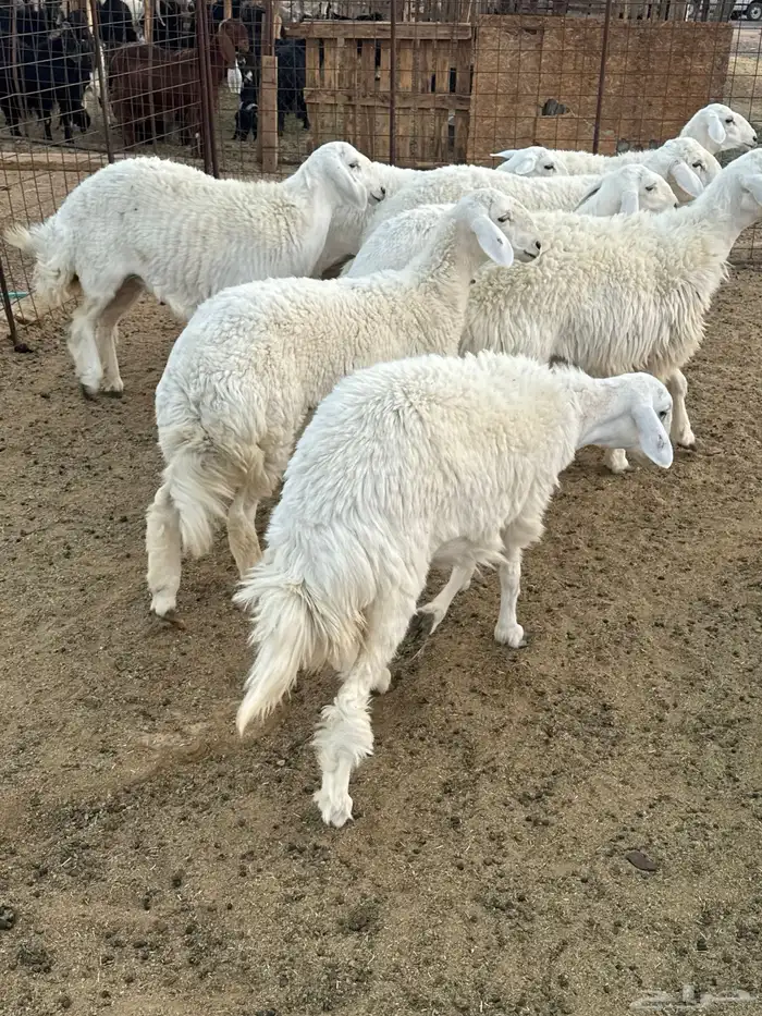 رخال جذعات للبيع 8