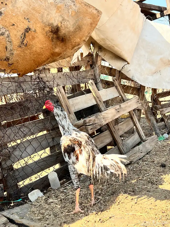 دجاج باكستناني 5