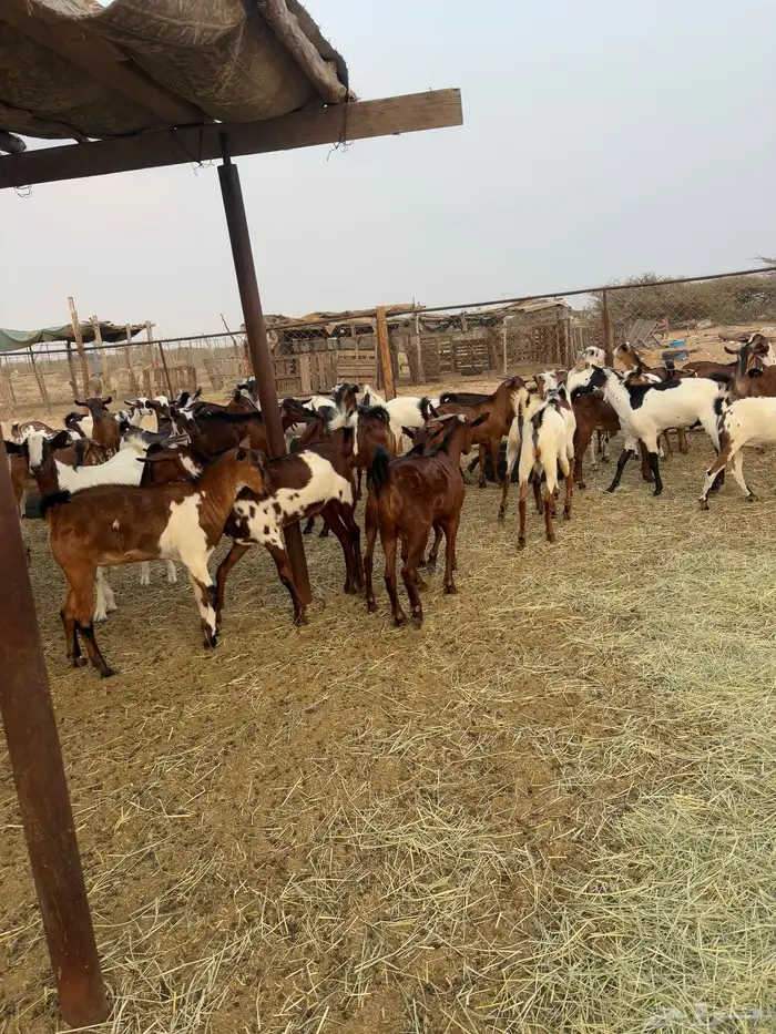 تيوس تربيه 8