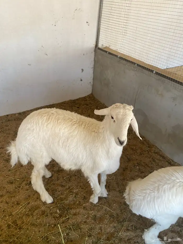 طلي حري ذبيحه او ضيفه 0