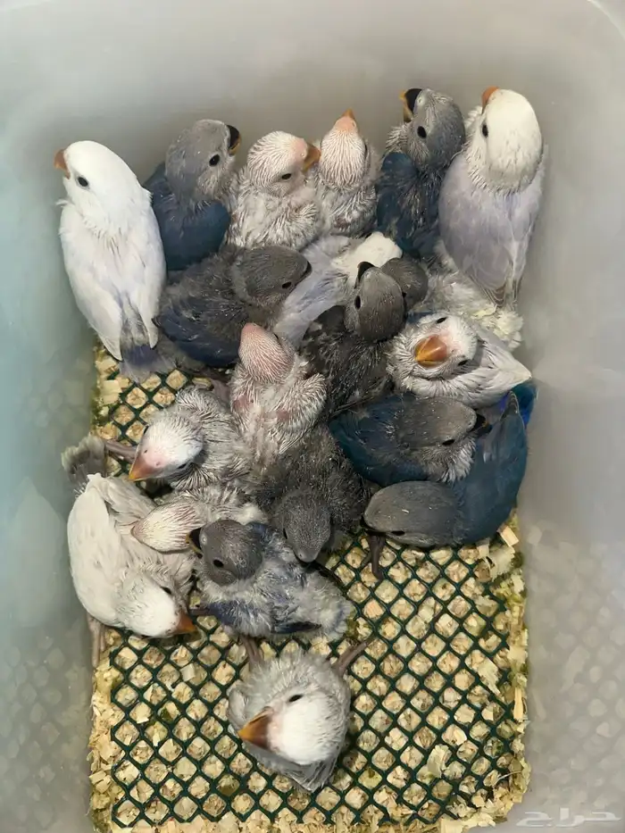 فرخ روز متنوعه وأحجام تب وقريب هدد(بالجملة) 1