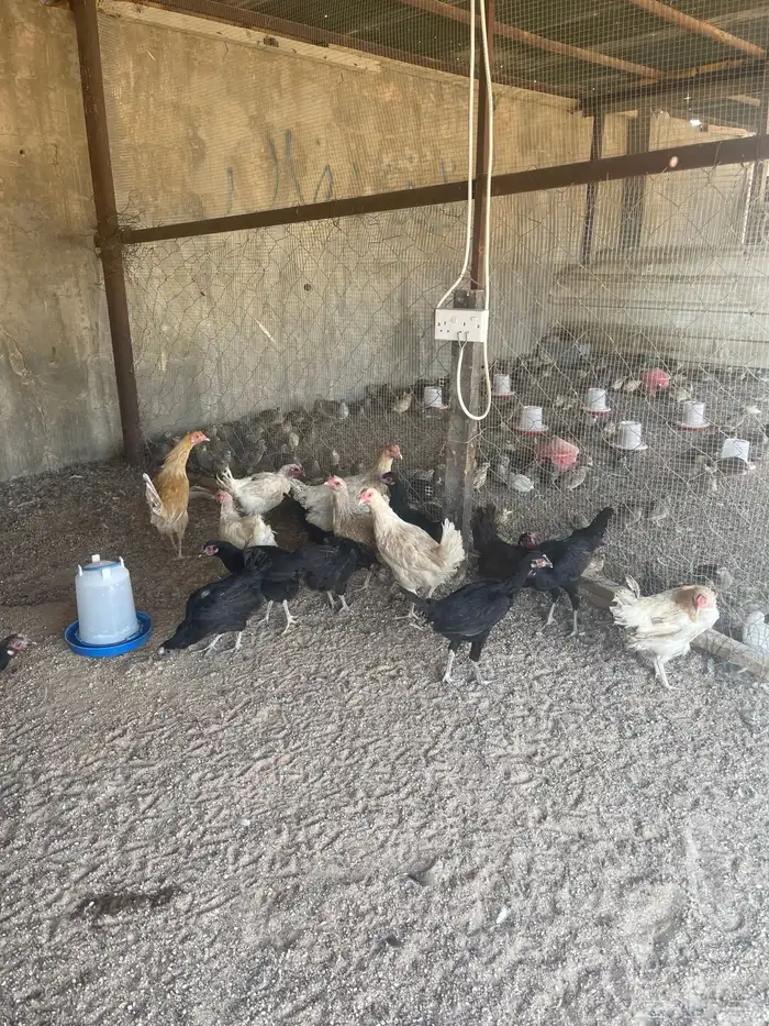 دجاج للبيع بياض 0