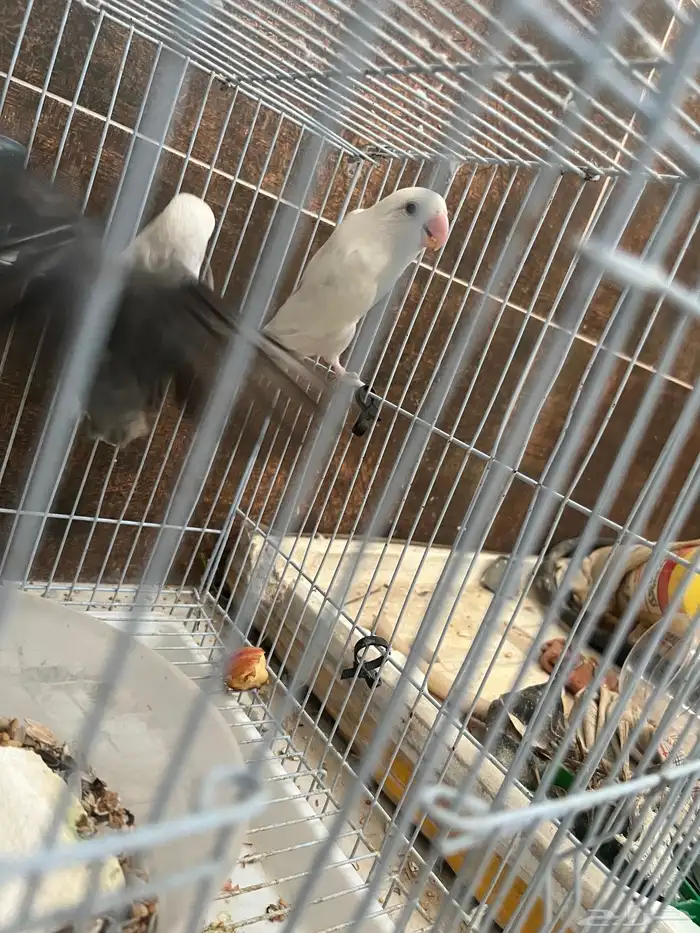 زوج روز منتج شي فاخر للي بيجهز للموسم 4