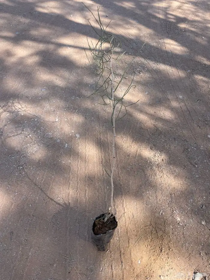 للبيع شتلات ارطى النفود 0