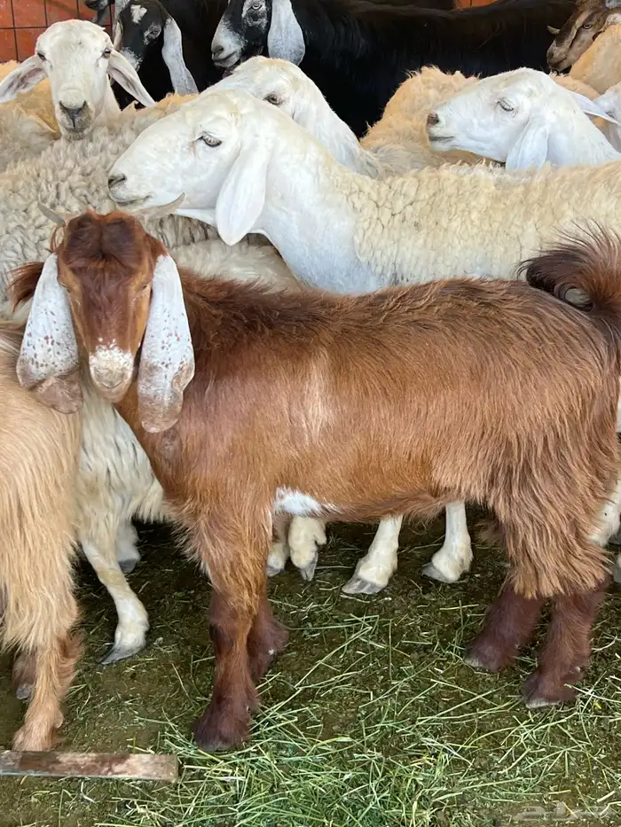 جذع عارضي مشروع فحل 0