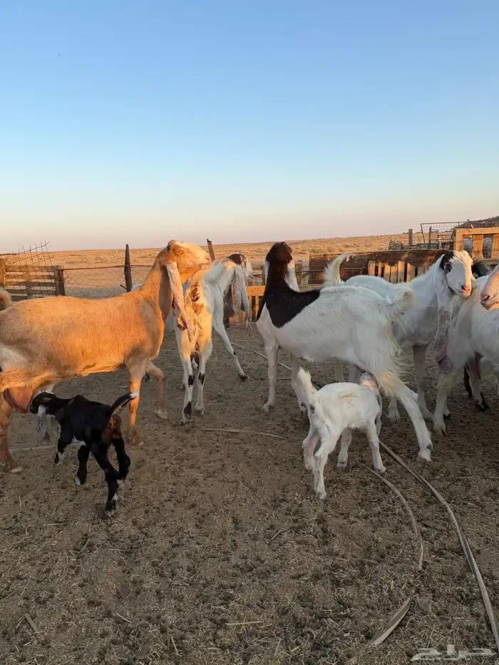 معزاء هولنديات 19