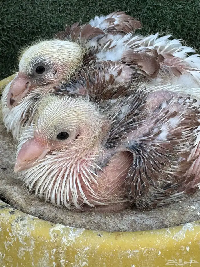 جوز مكتف فاخر 3