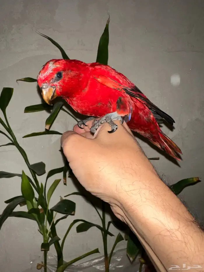 فروخ لوري رد جميلة ونوادر قريب هدد(عروض للجملة) 0