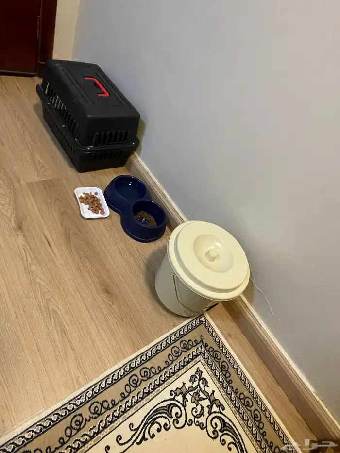 قط اورنج كات شيرازي للبيع مع جميع اغراضه 6