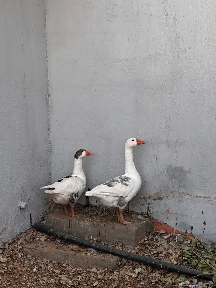 وز ذكر و انثى 0