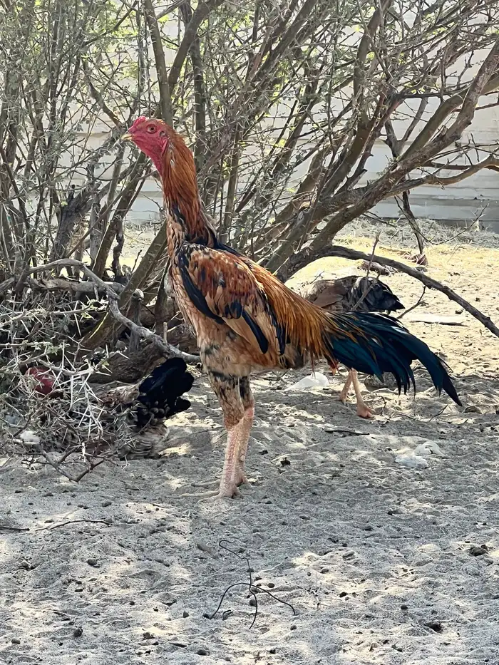 دجاج باكستناني 10