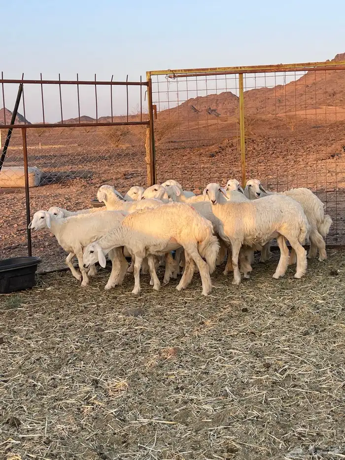 رخال ( تم البيع ) 8