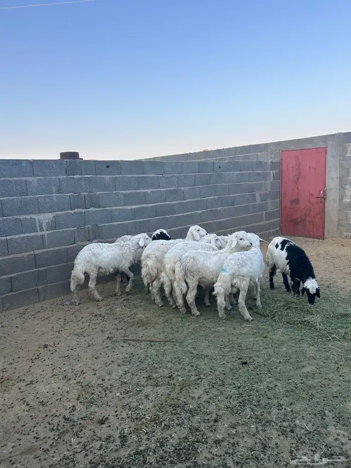 غنم حريه اعمار بين 3 الا 4 يوجد توصيل وذبح 3