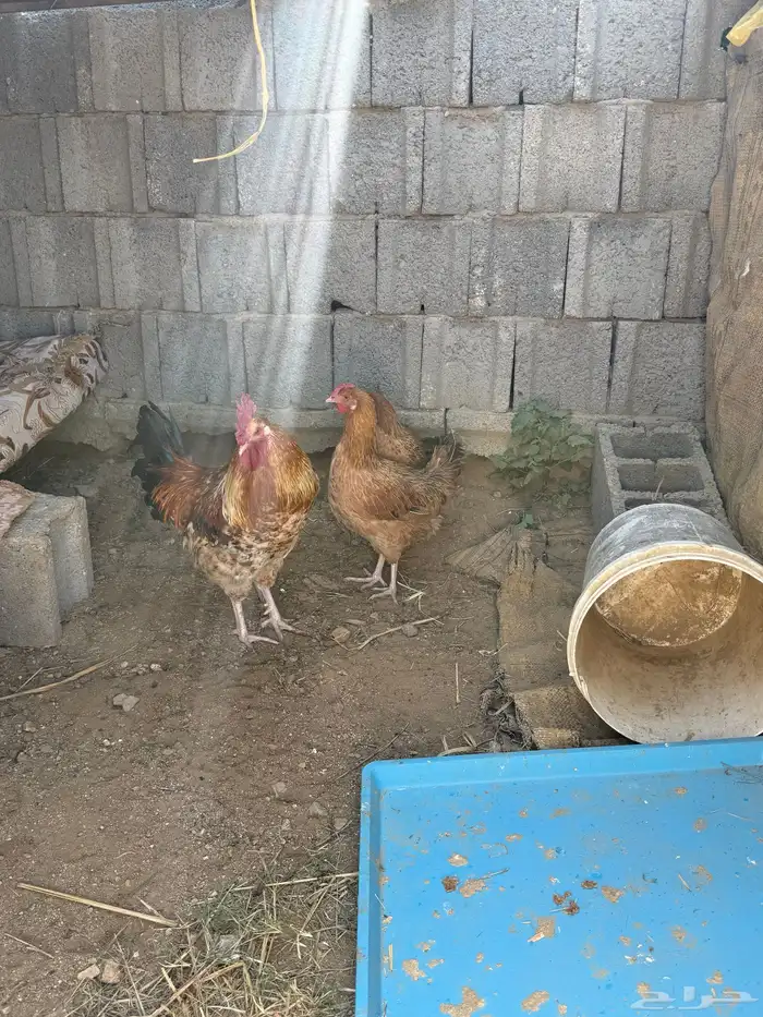 دجاج فرنسي شرط 2