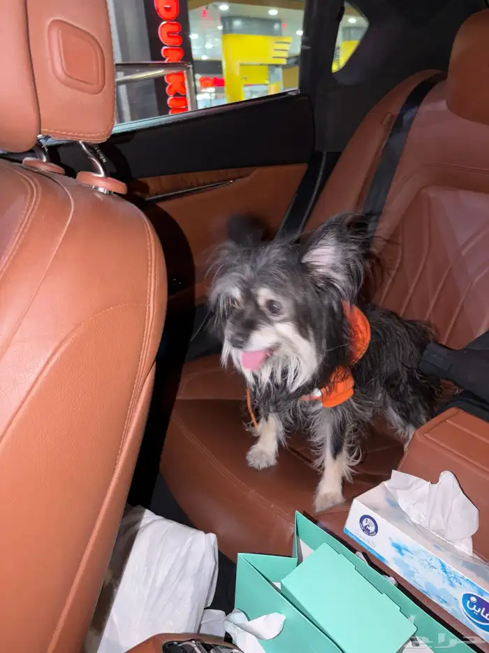 كلبه للتبني 0