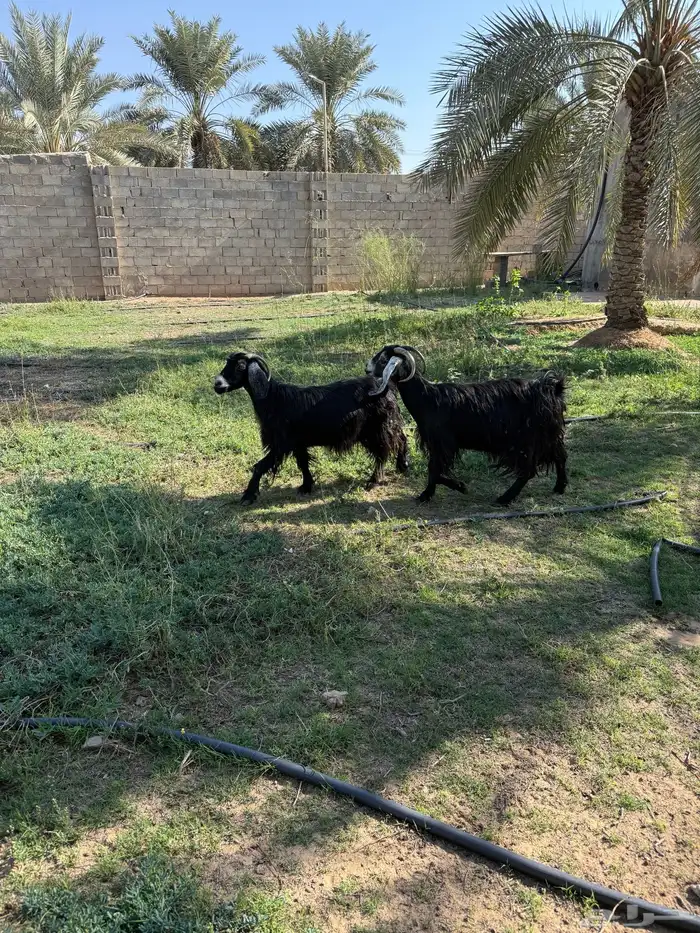 معزا للبيع 1