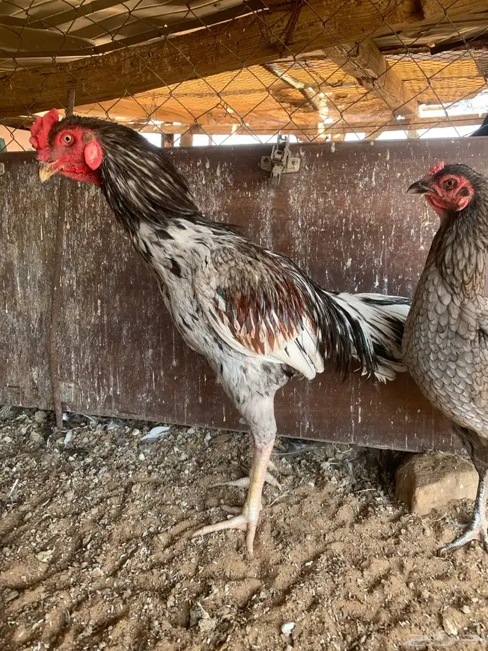 للبيع دجاج باكستاني ثلاث دجاج واحد ديك 3