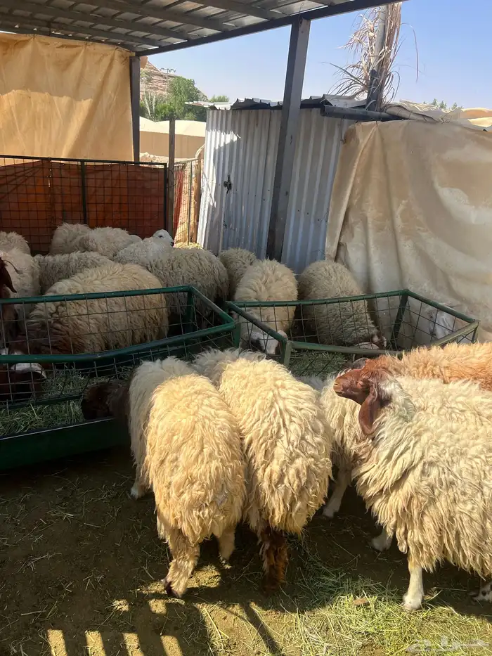 طليان نعيميات بالرياض 1