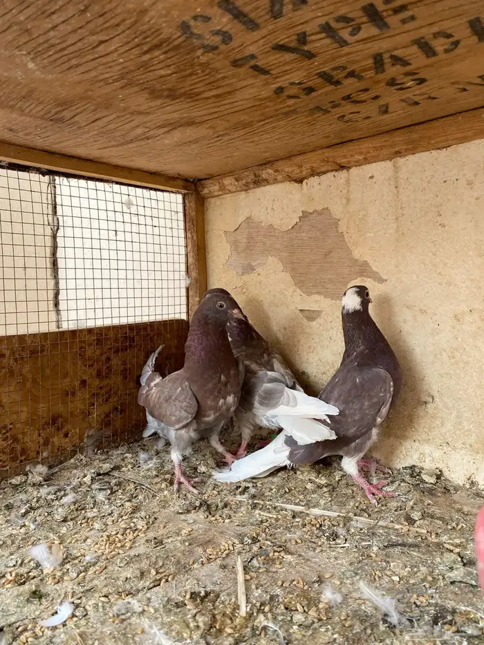 جوز قلابي قطيفي 2