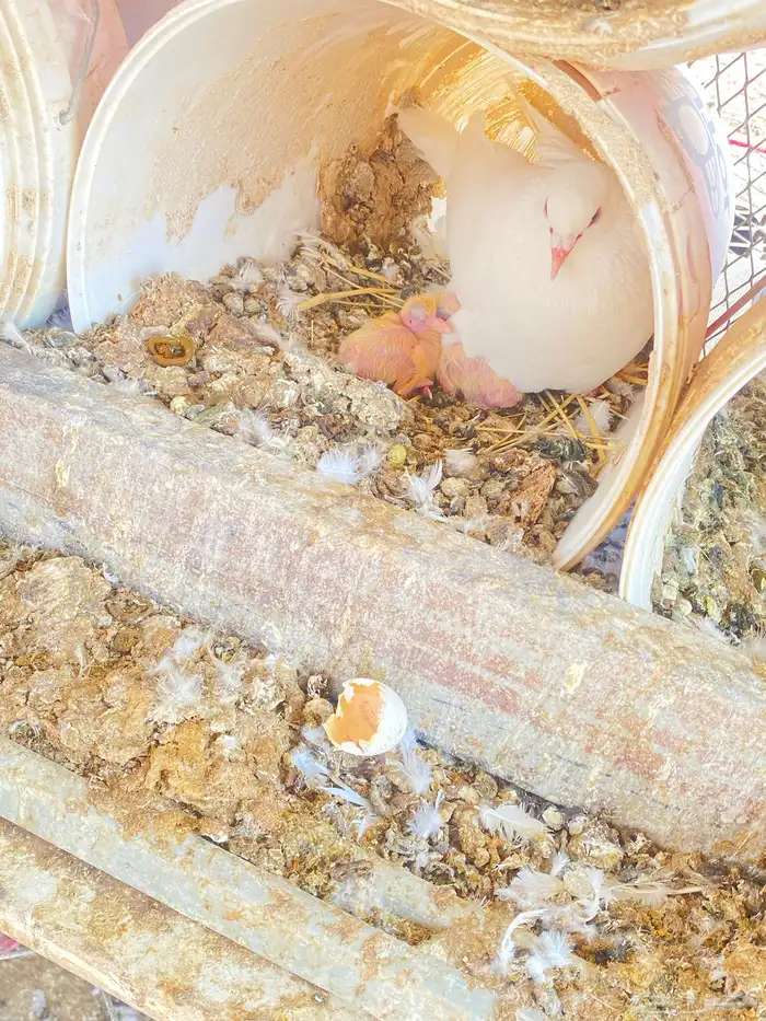 حمام فرنسي 13