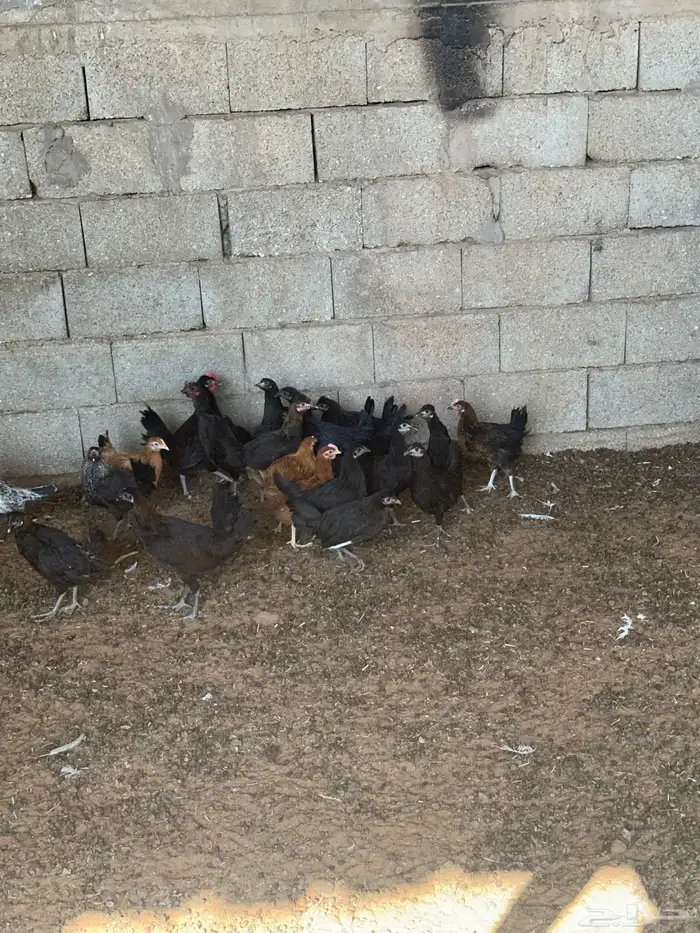 للبيع دجاج بلدي 1