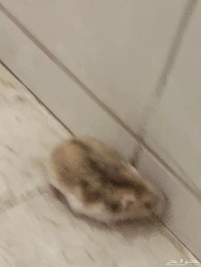 زوج همستر روسي منتج 6