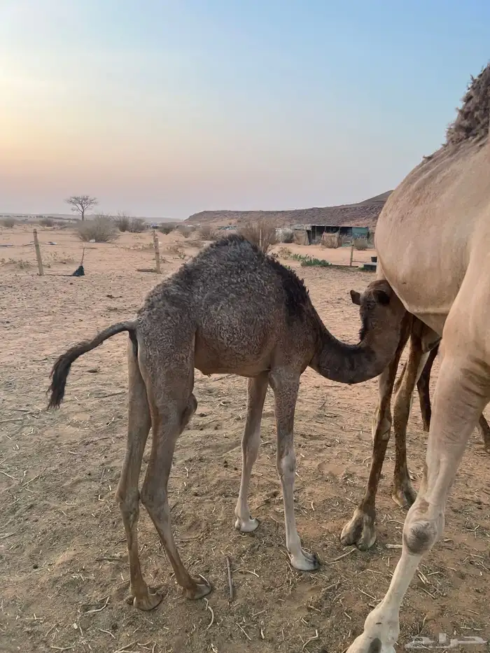 ابل جمله سواحل 8