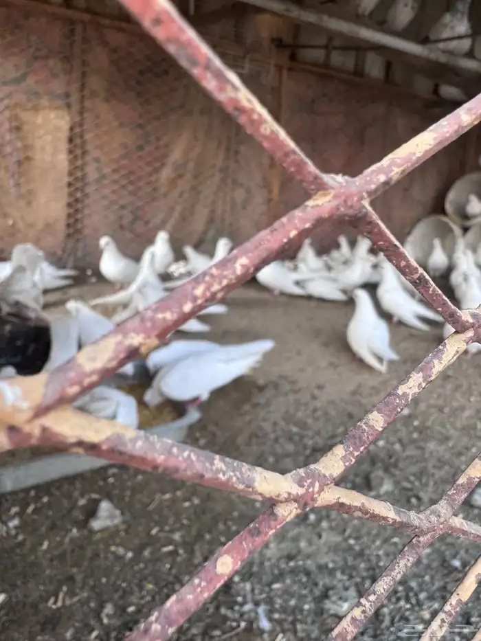 حمام صنعاني 8