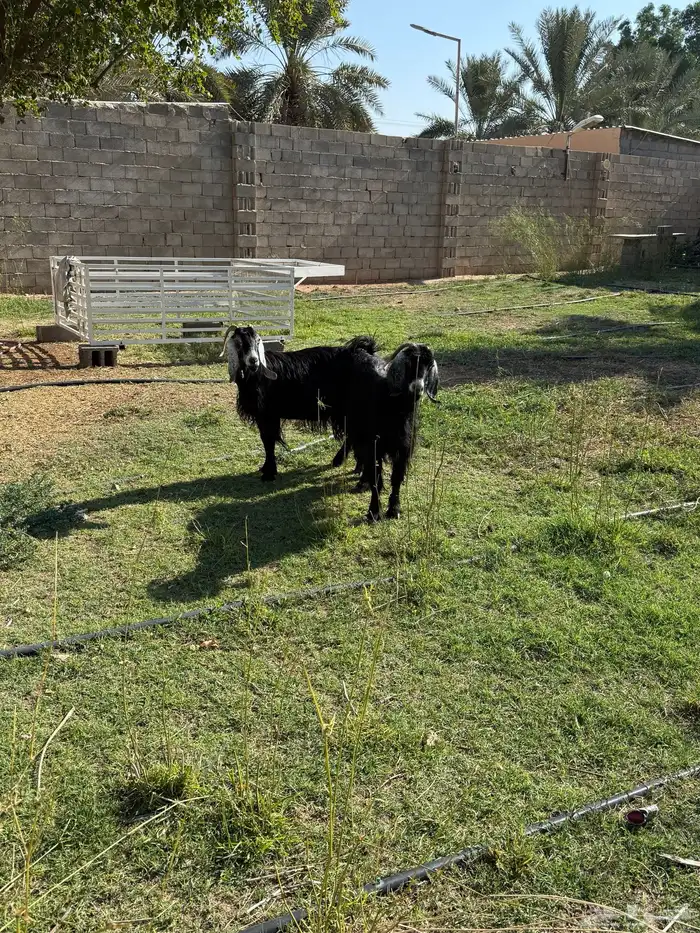 معزا للبيع 4