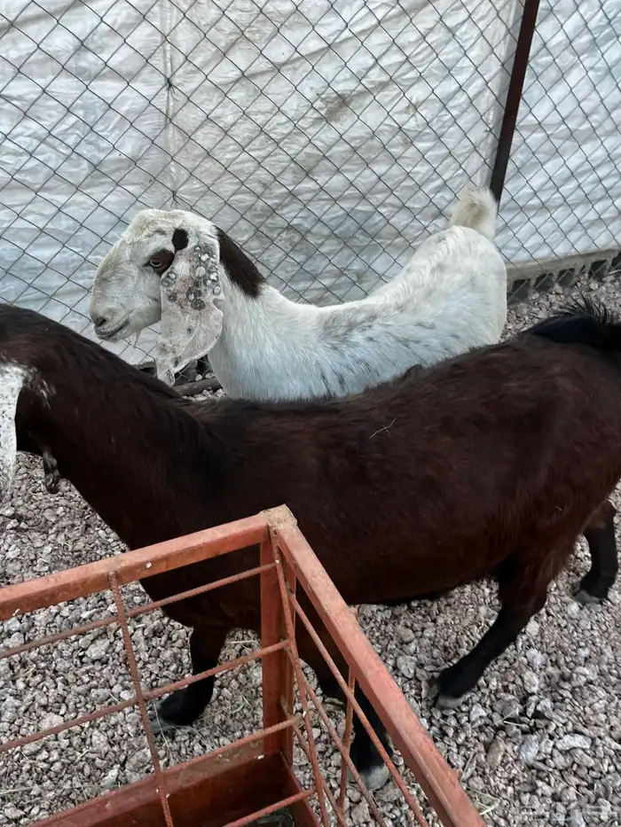 السلام عليكم ورحمة وبركاته 3