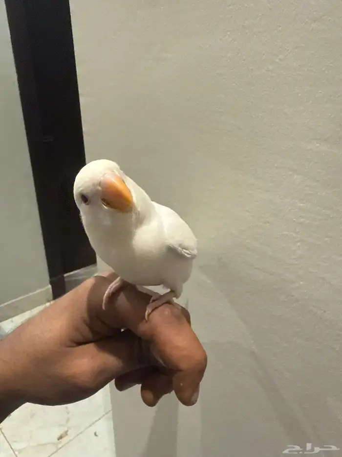 طير روز ابيض العمر شهرين ونص 0