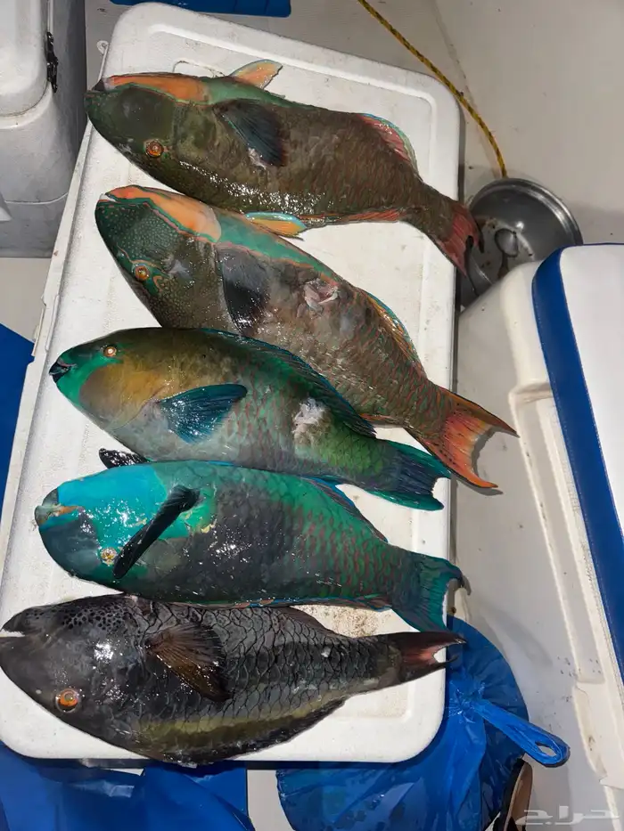 يوجد سمك طازه صيد اليوم بالكيلو 0